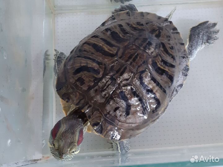 Красноухая черепаха