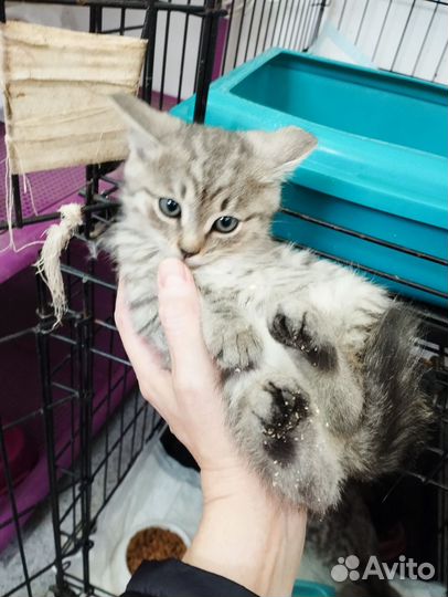 Котята мальчики в добрые ручки