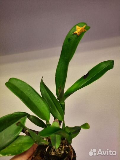 Орхидея каттлея Platinum sun 'Patchara Fancy '