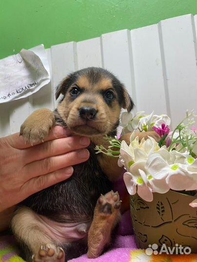 Щеночки в добрые руки мальчик