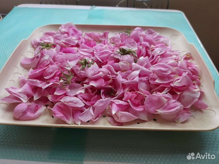 Саженцы алтайской пищевой розы