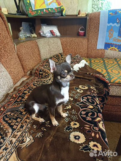 Вязка, мальчик чихуахуа