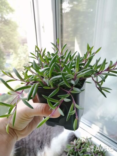 Оттона, сенецио пурпл