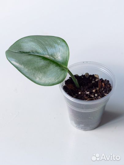 Сциндапсус мунлайт, дарк форм