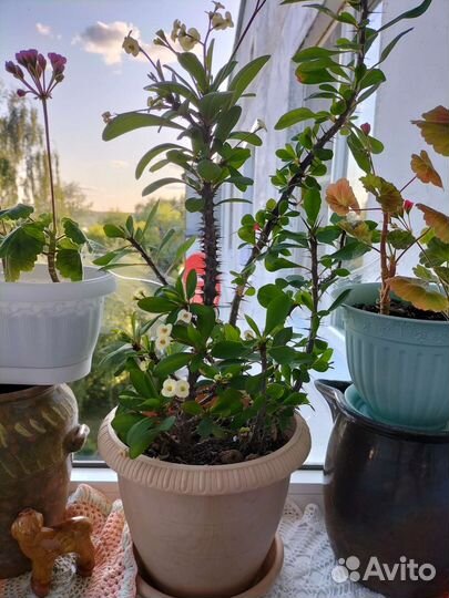 Хойи сортовые