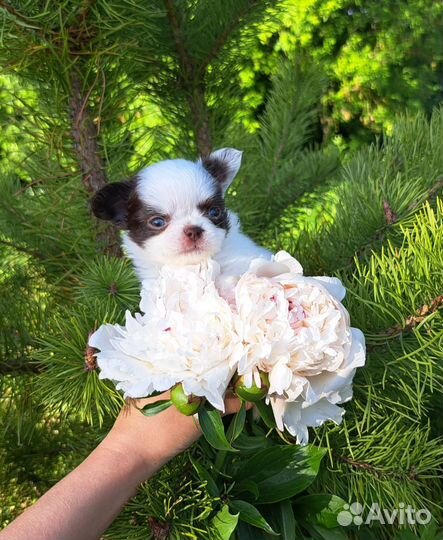 Мини эксклюзив