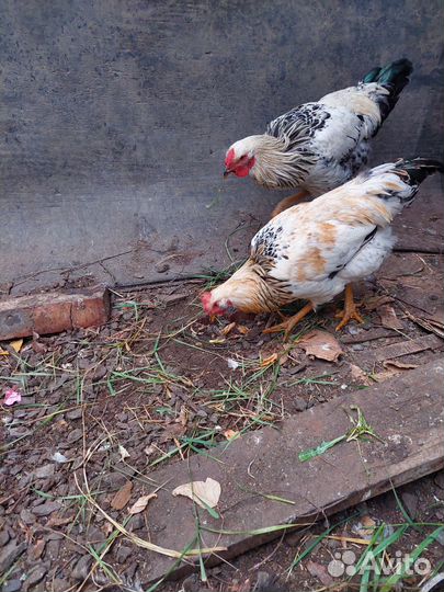 Молодые петухи