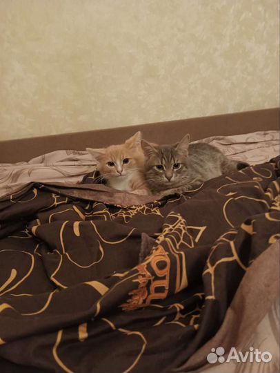 Котята приносящие удачу