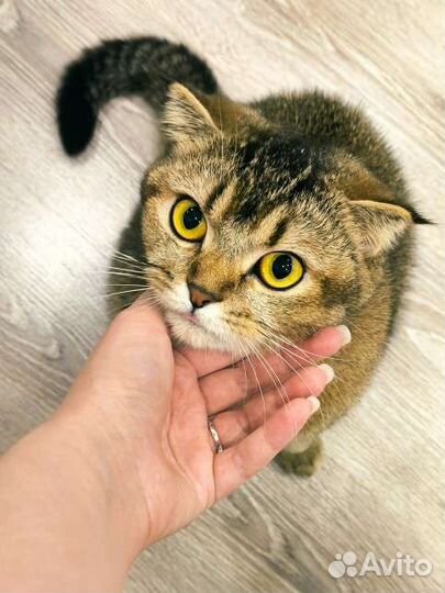 Кошка шотландская вислоухая