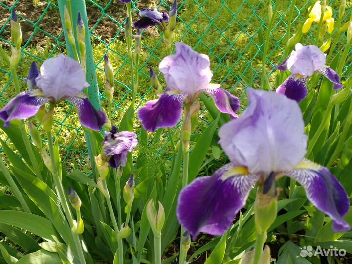 Ирисы разные, см.фотобородатый 