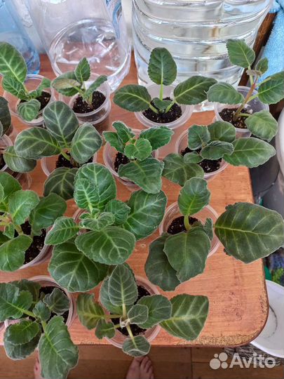 Глоксиния махровая