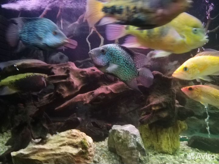 Аквариумные рыбки