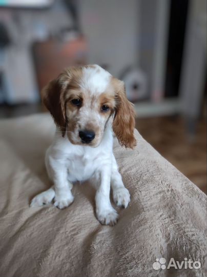 Продам щенка