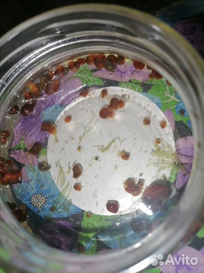 Улитки катушки