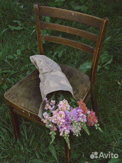 Львиный зев