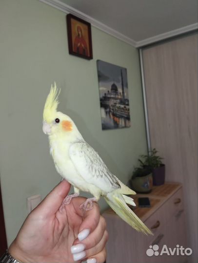 Попугай корелла