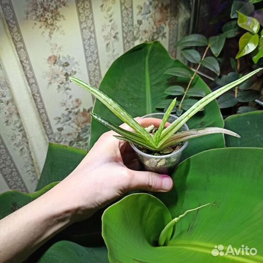 Aloe jucunda variegata.aloe barbadensis variegata
