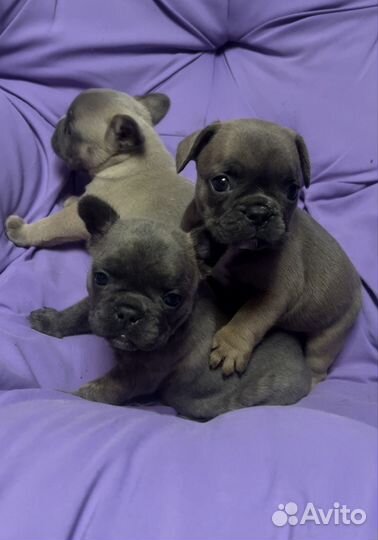 Французский бульдог Цветники