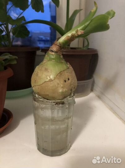 Индийский лук