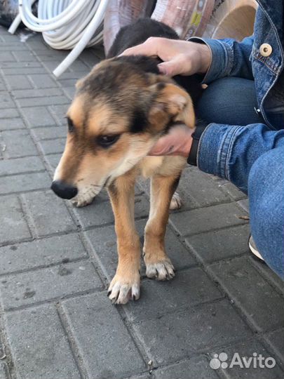 Щенок в добрые руки