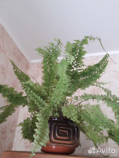 Папоротник кудрявый