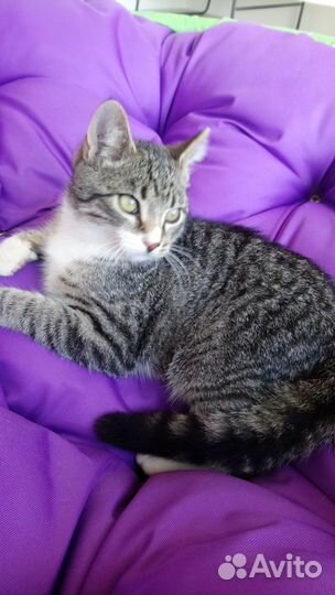 Мартовский сын дикого кота