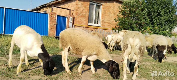 Овцы бараны дорпер
