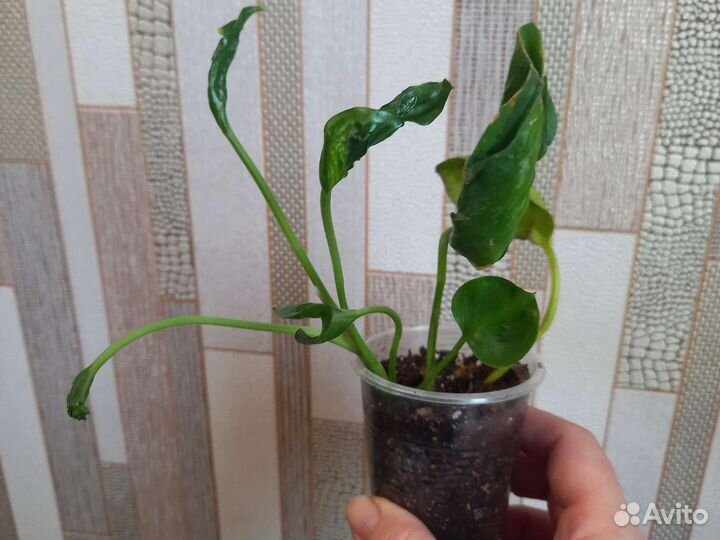 Эпипремнум Годзила