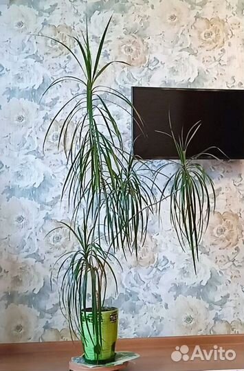 Драцена окаймленная Маргината 1,7 метра