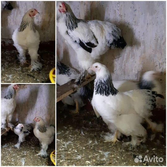 Цыплята Брама палевая