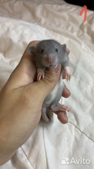 Крысята дамбо из питомника. Карточка крысенка, чек