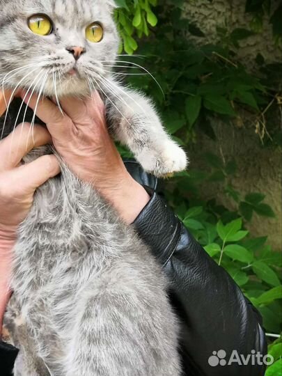 Кошки в добрые руки бесплатно