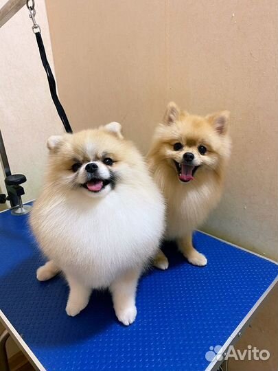 Стрижка собак и кошек