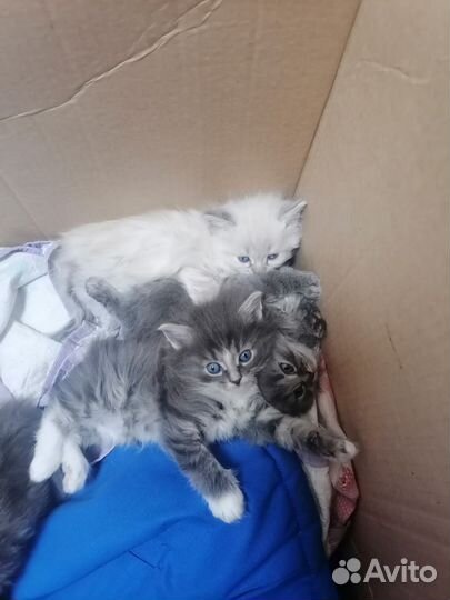 Кошки в добрые руки бесплатно