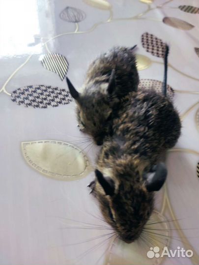 Дегу малыши