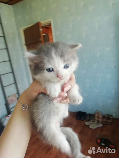 Отдаём в тёплые руки
