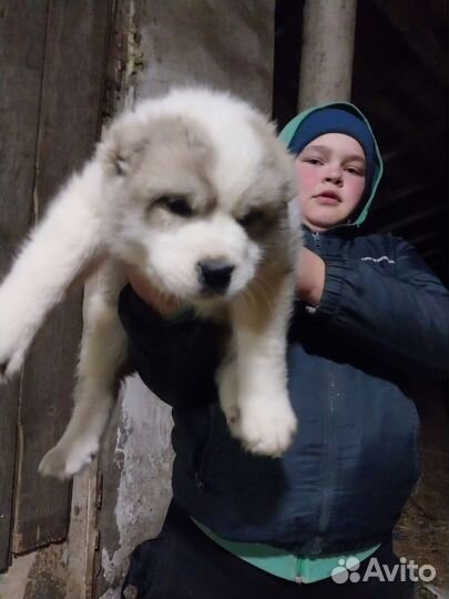 Щенки азиатской овчарки