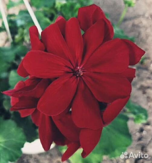 Пеларгония герань