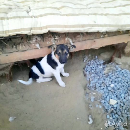 Щенок в добрые руки бесплатно