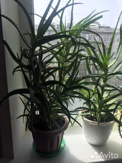 Алоэ суккулент