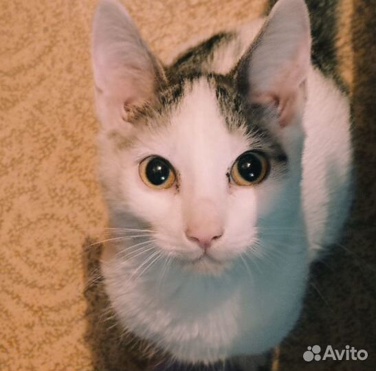 Котенок в дар бесплатно