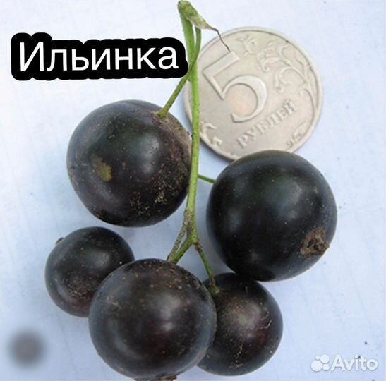 Смородина селеченская -2