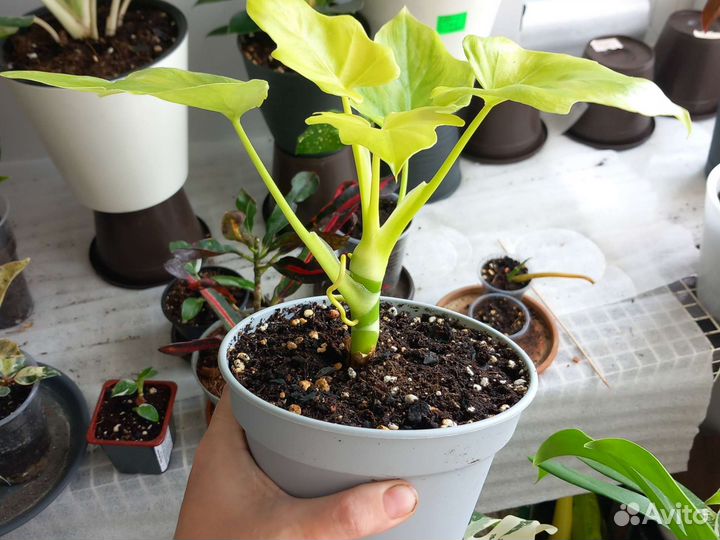 Филодендрон Голд сатин Золотой крокодил