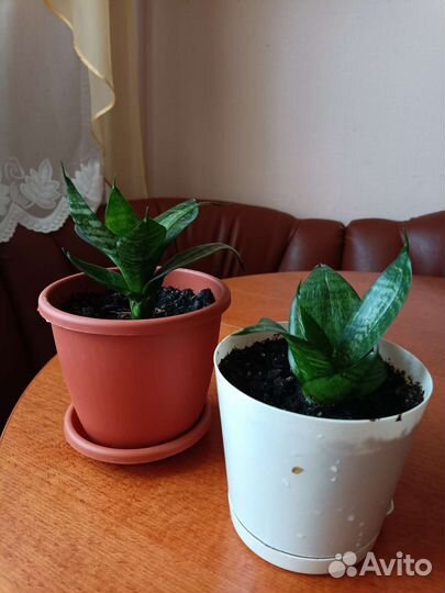 Комнатные цветы