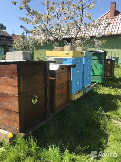 Продам пчел и пасеку