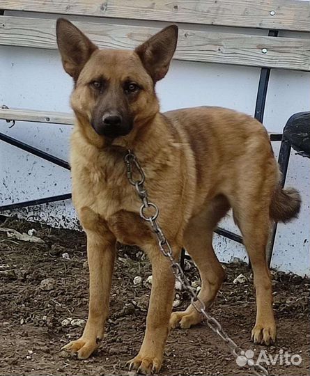 Щенок в надежные руки