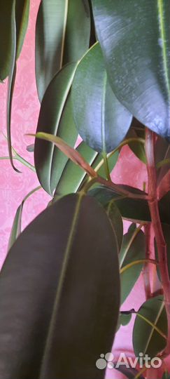 Фикус каучуконосный большой
