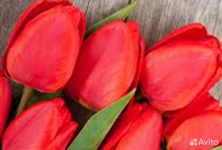 Тюльпаны к 8 марта