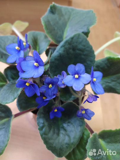 Комнатные растения и цветы