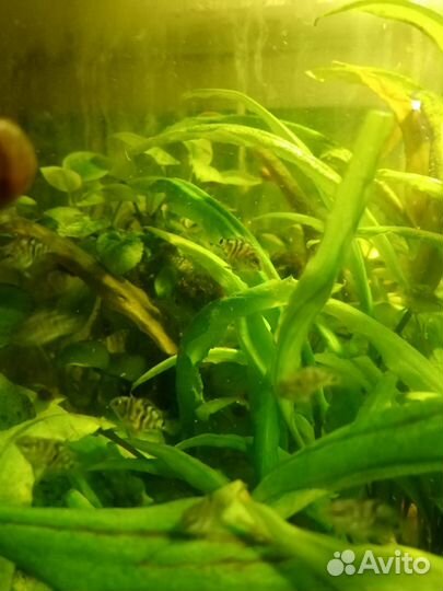 Рыба попугай изумрудный или панда. Молодь